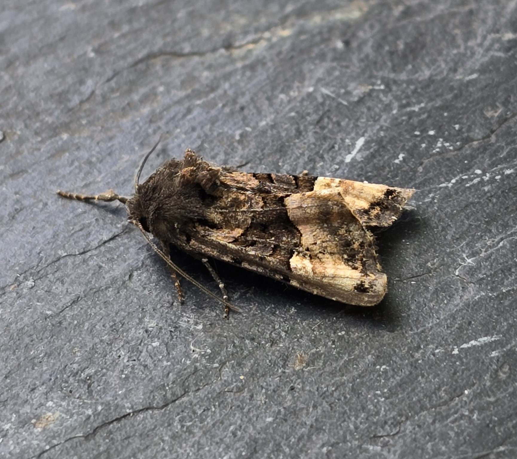 Photo of Small Angle Shades (Euplexia lucipara)